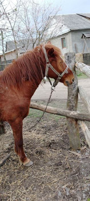 Продам коняняку спокійна