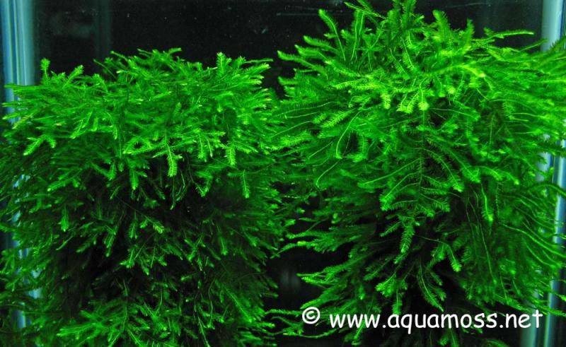Мох спайки. Акваріумні рослини