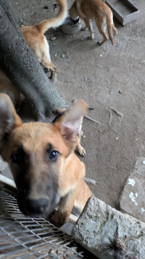 Cães pastores para adoção