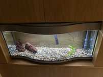 Vendo Aquario panorâmico de 100cm