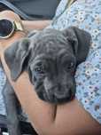 Niebieski Szczeniak Cane Corso szczeniaczek mocni rodzice z rodowodem