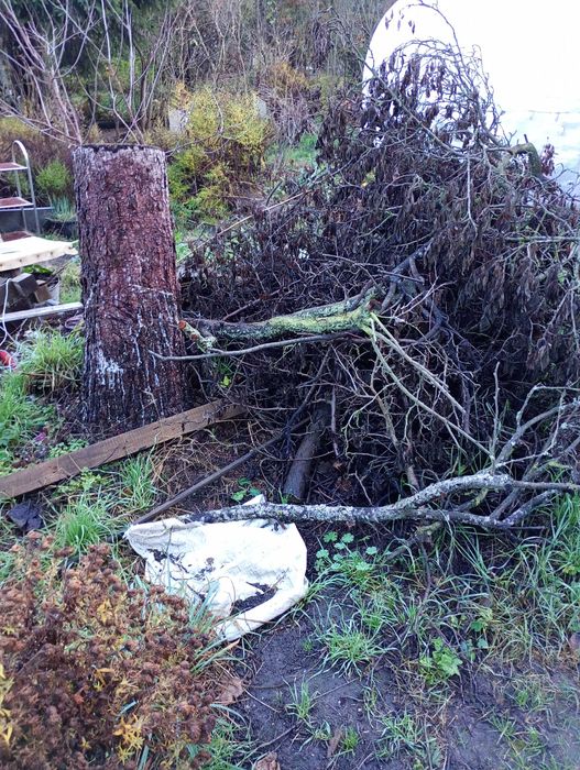 Gałęzie, pnie drzewa