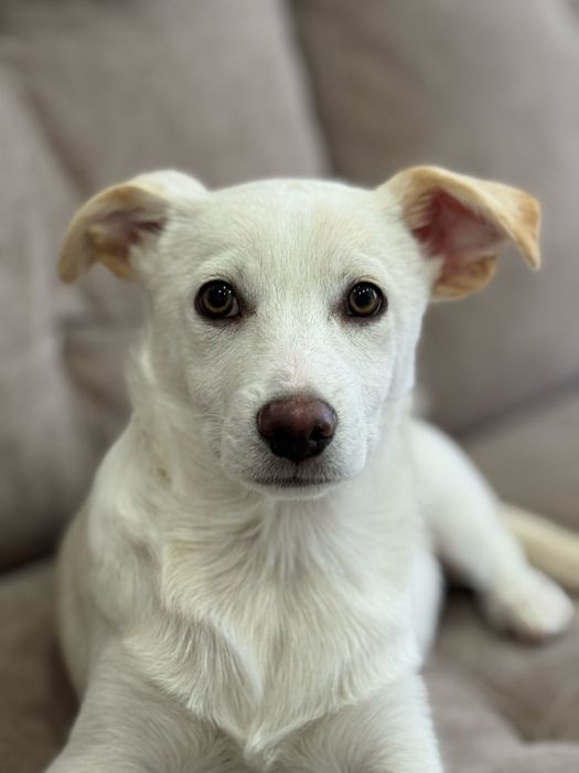 Цуценя 4 міс шукає родину