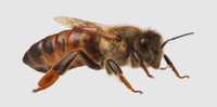 ### Matka pszczela Krainka, Bakwas / Buckfast ### pszczoła ul