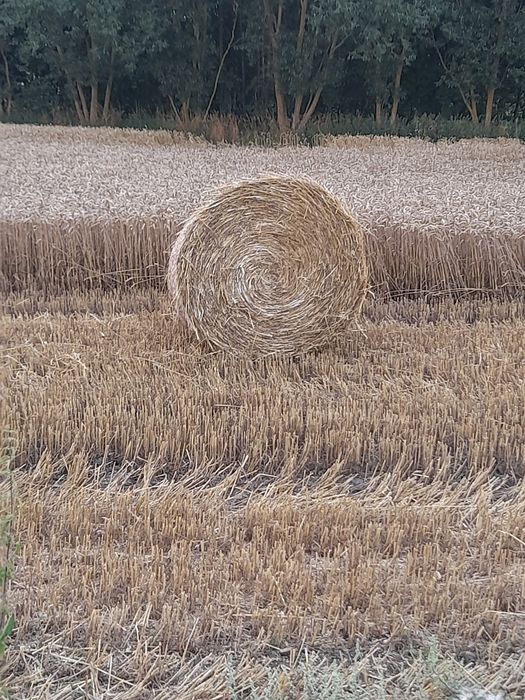 2 bele slomy z pszenicy