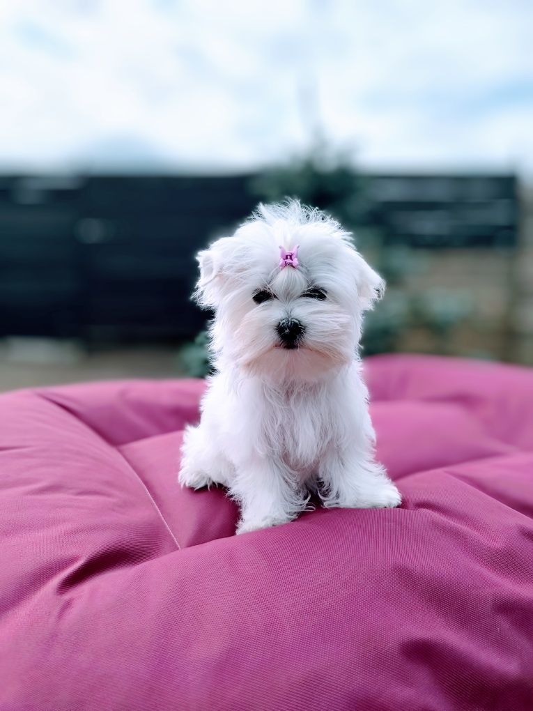 Белая девочка Morkie