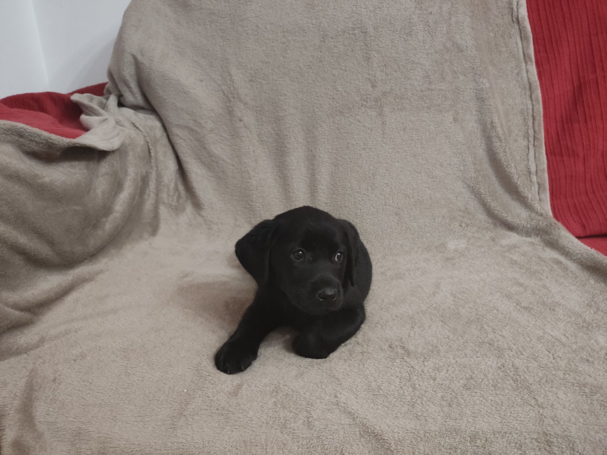 Labrador Preto Fêmea c/ 2 mesinhos