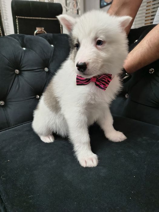 Suczka Atena łajka jakucka FCI umowa wyprawka chip po pięknej parze