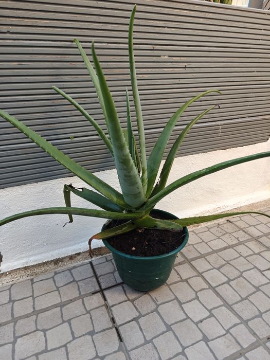 Planta Aloé Vera
