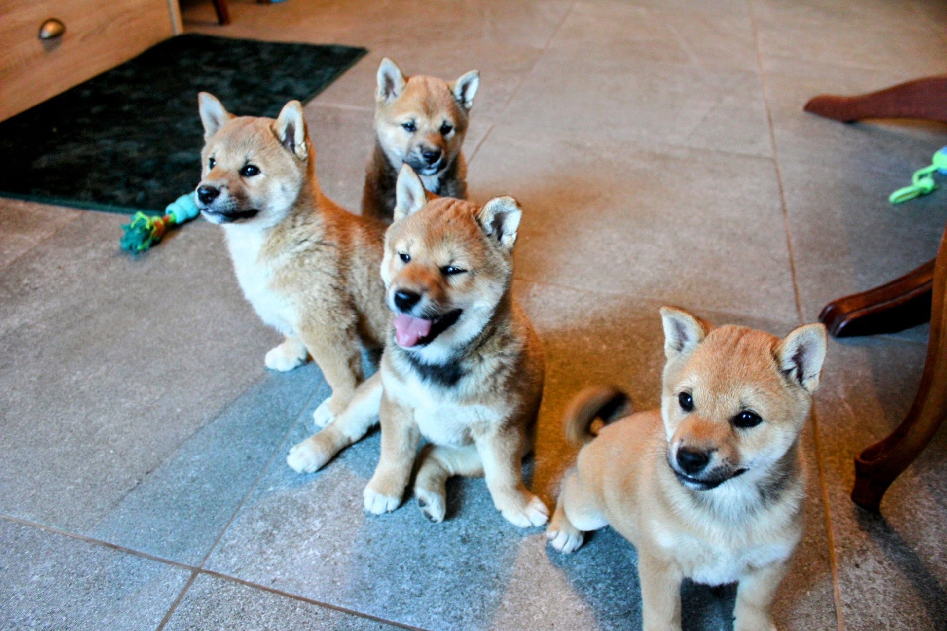 SHIBA Inu " Suczka czerwona  Do ODBIORU