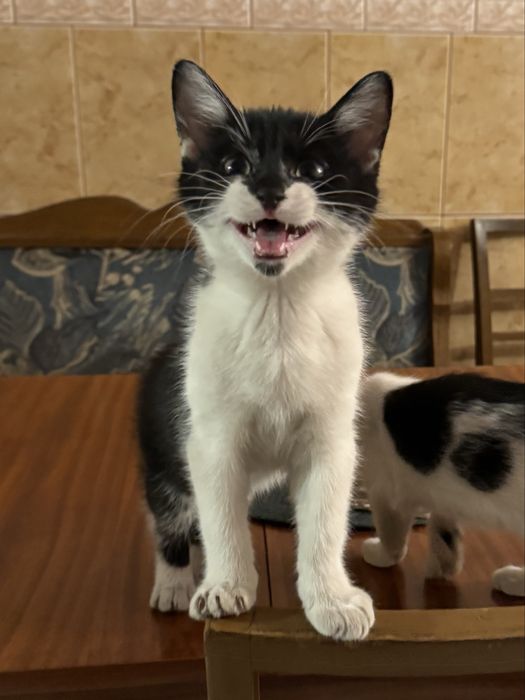 Kot kotka kotki za darmo