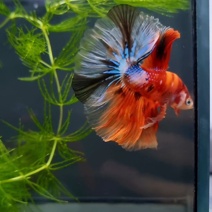 Bojownik HM nemo