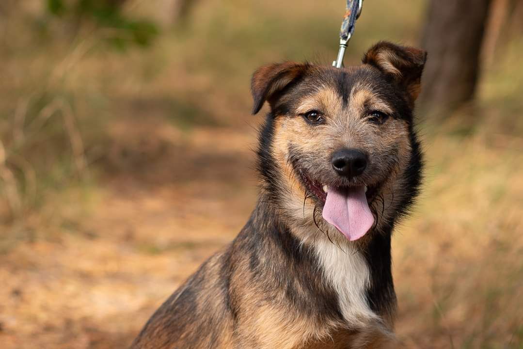 Chico - pozytywnie zakręcony młodziak