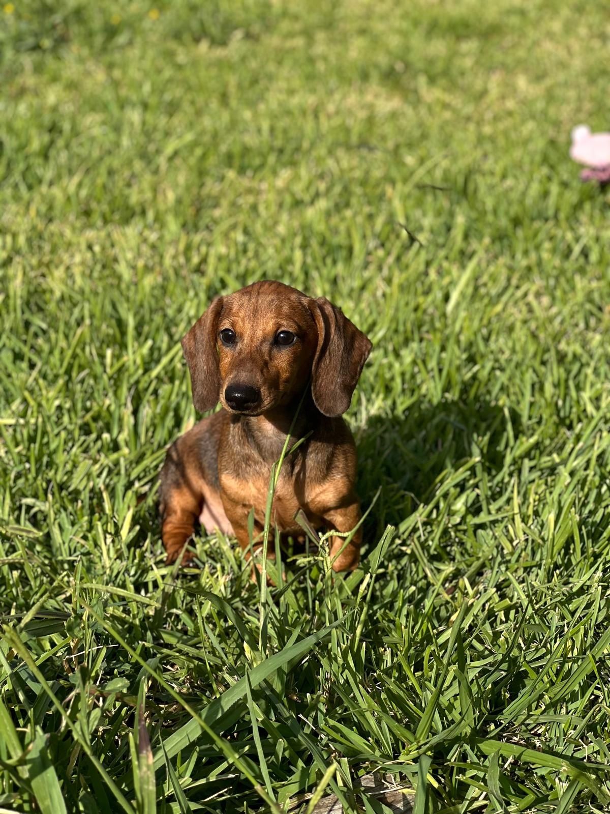 Teckel linda menina com Lop (Pedigree)
