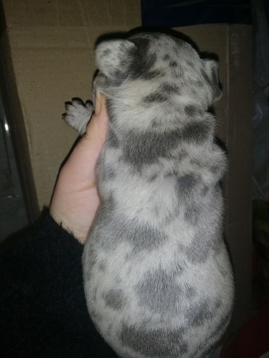 Французики Чистокровні хлопчики та дівчатка є доставка з рук в руки