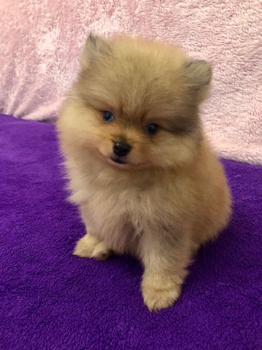Lulu da Pomerânia Olhos Claros