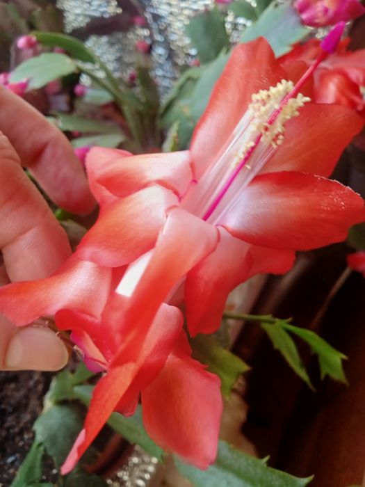 Продам шлюмбергеру розовую, белую, жёлтую, красную