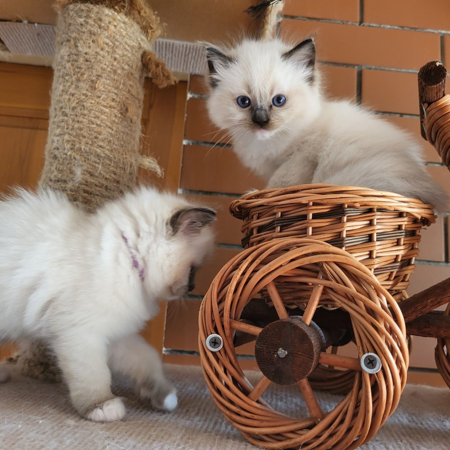 Ragdoll Ragdolle Ragdollowo