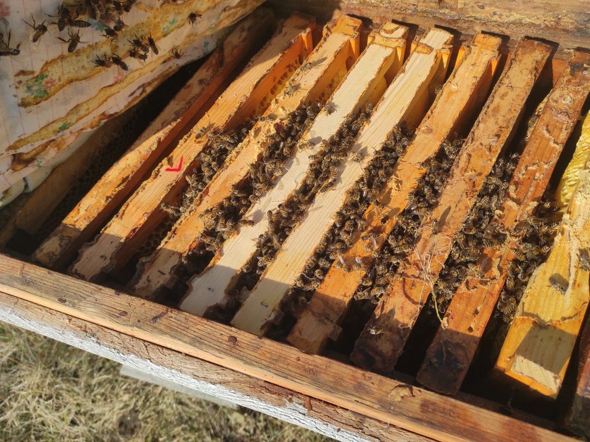 Бджолопакети. Українська степова