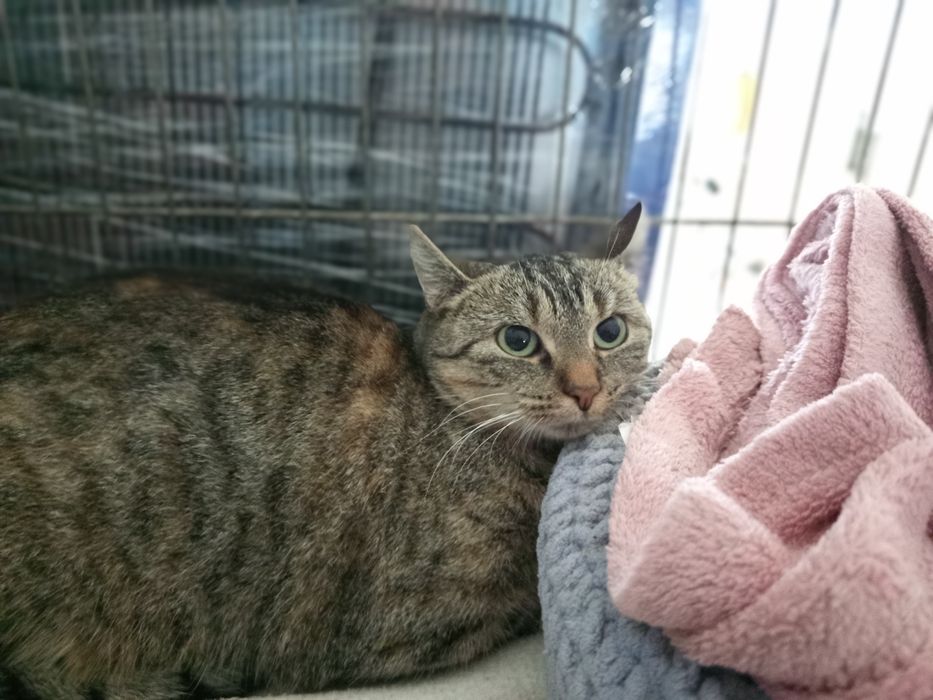 1,5 roczna kotka Kania szuka domku