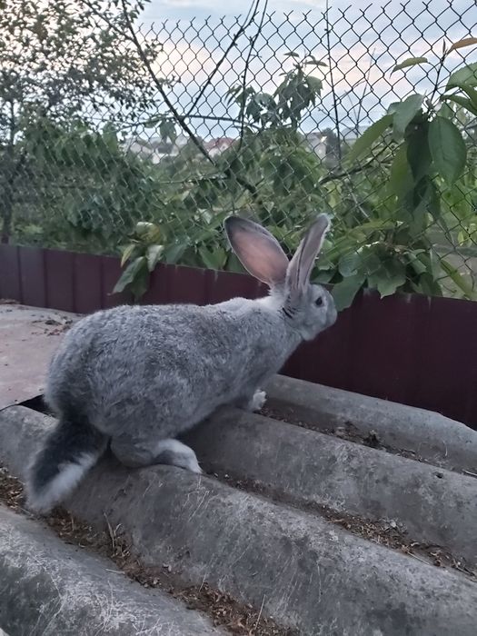 Кролики,бургунці,НЗБ,фланлери,віденські голубі