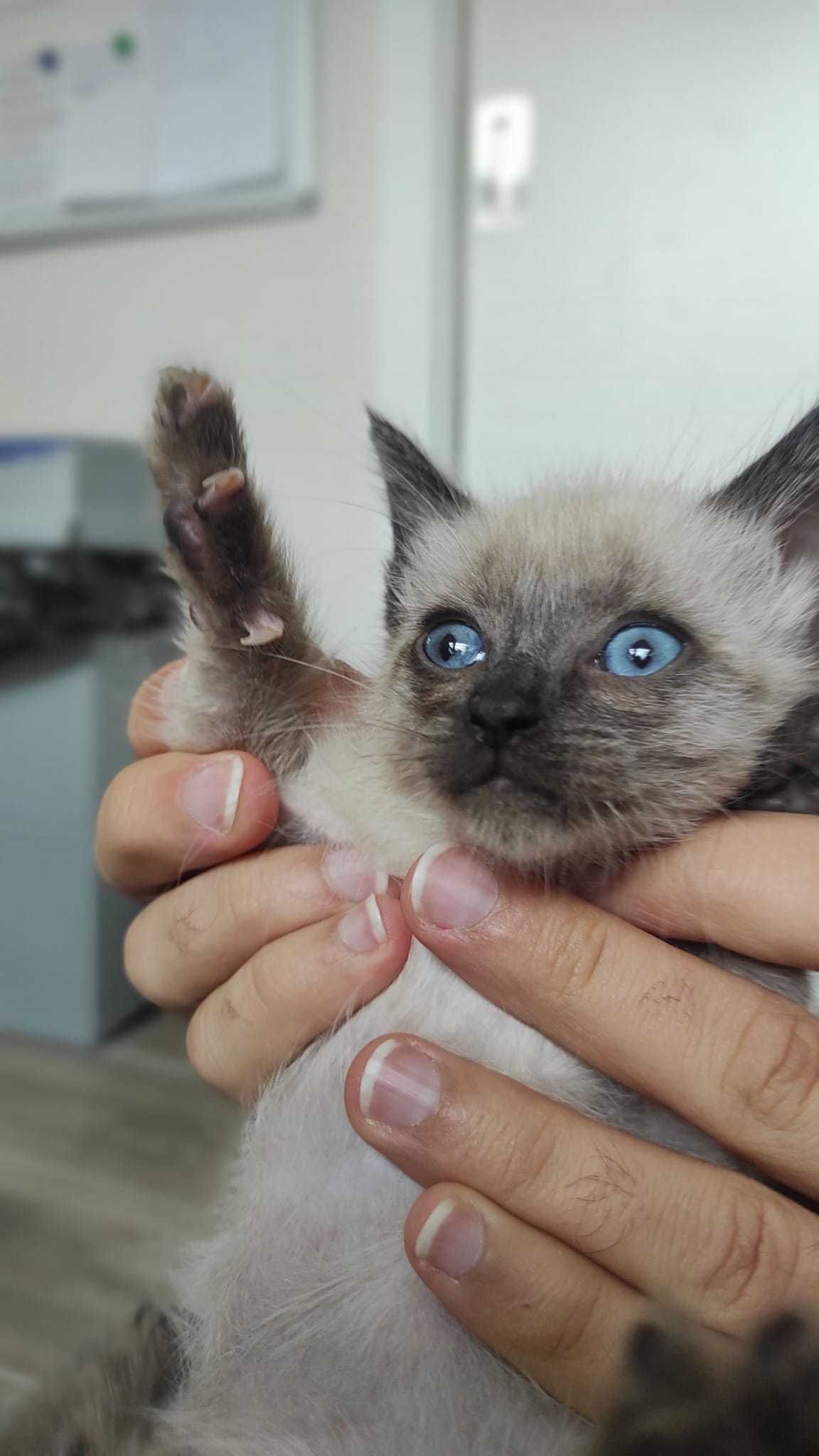 Gatinhos para adoção