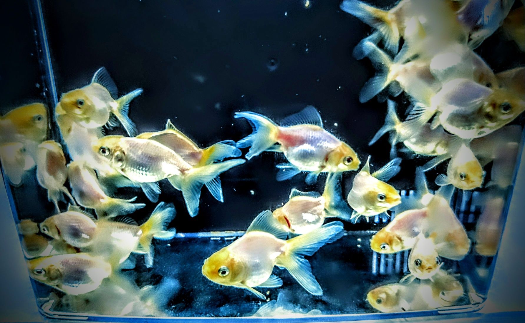 Goldfish ,,oranda  white body,,  welonka welonek welonki welon biały
