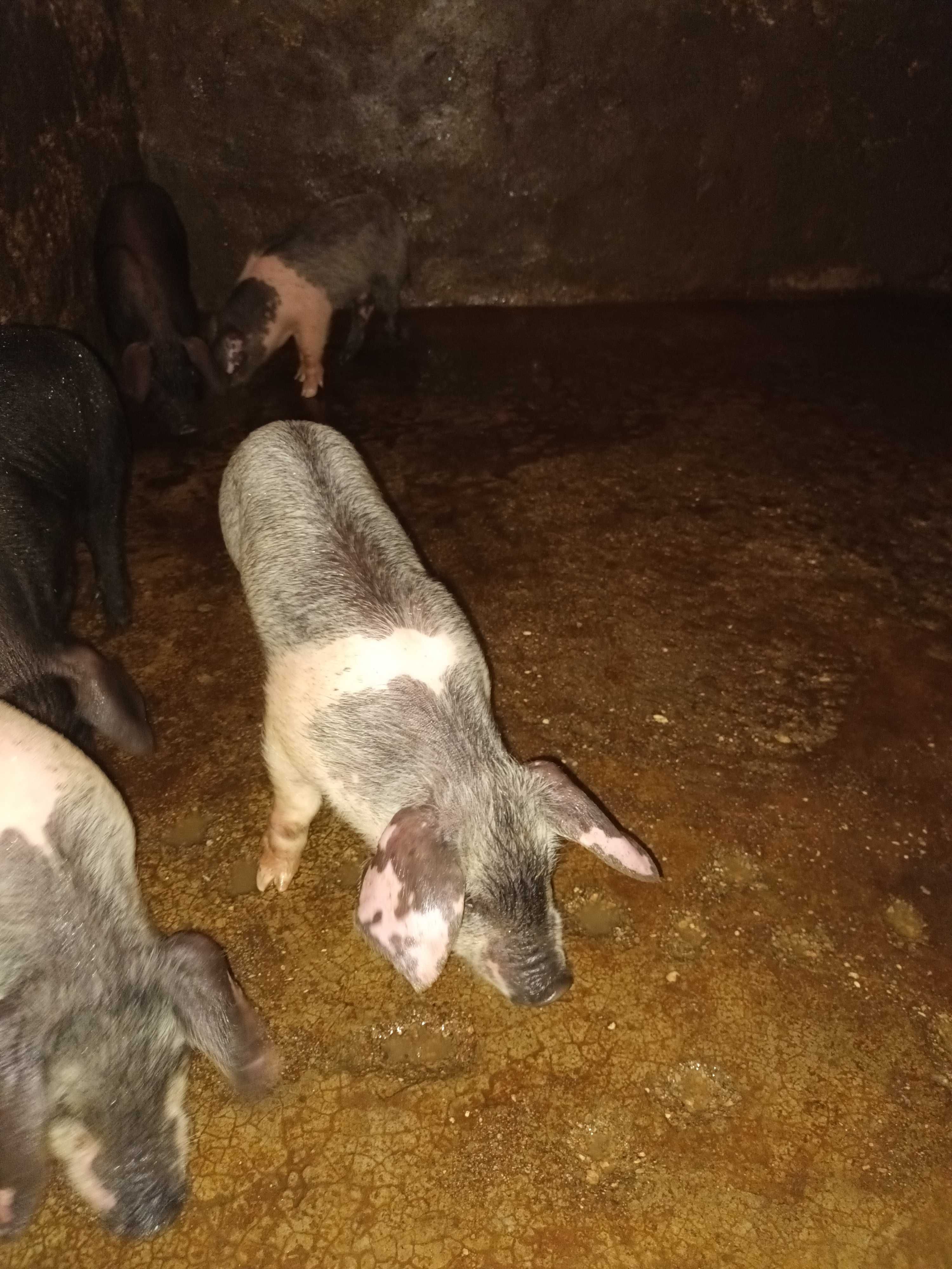 Vendo leitaos con 4 meses boa raca bissaro