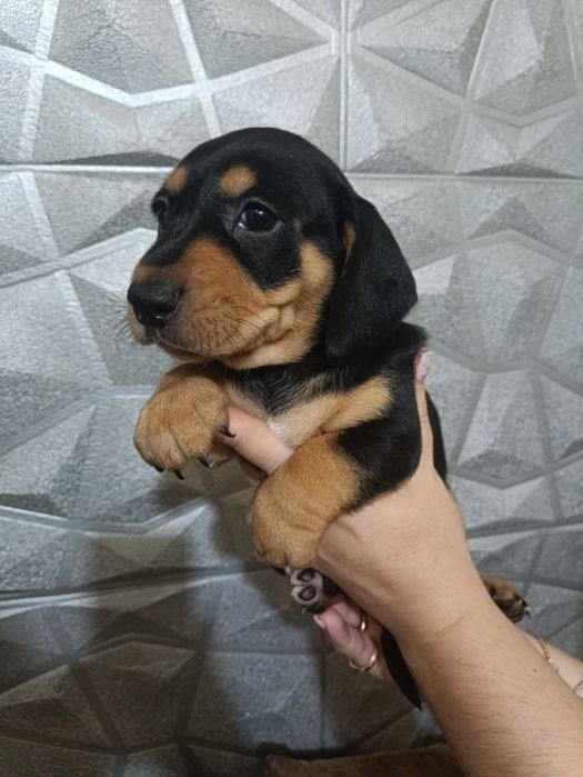 Продам щенков Таксы