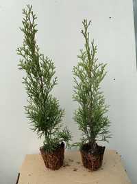 Thuja Smaragd sadzonka