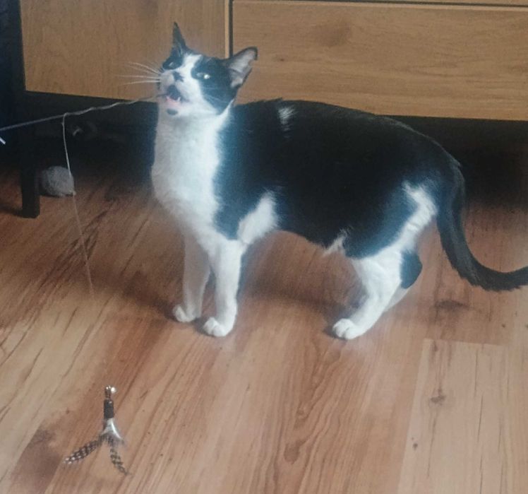 Lilijka i Jaś. Dwa kocie małolaty szukają domu.