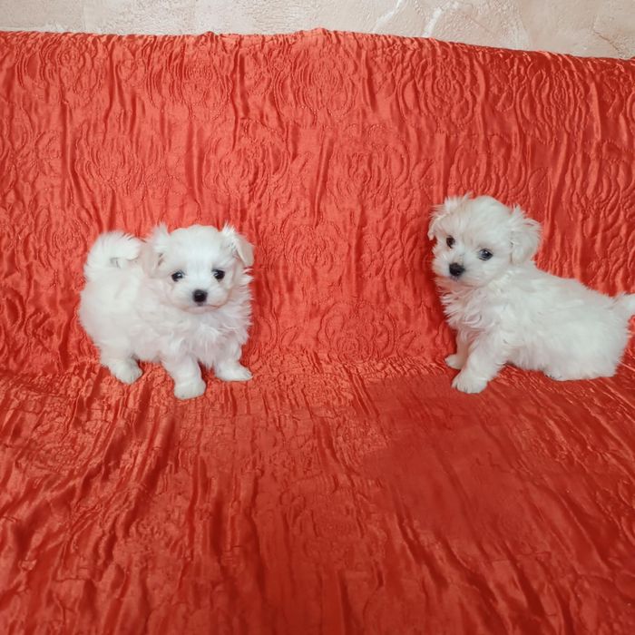 szczenię maltańczyk