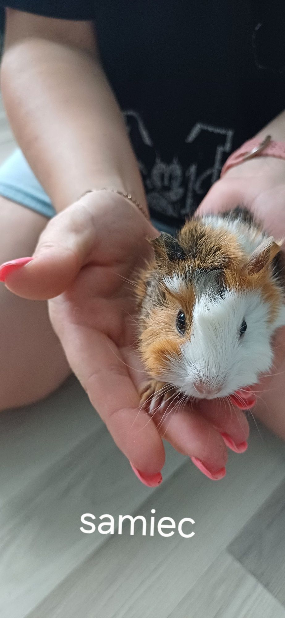 Malutkie Świnki morskie