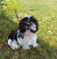 Shih Tzu chłopak czarno- biały gotowy na nowy domek.