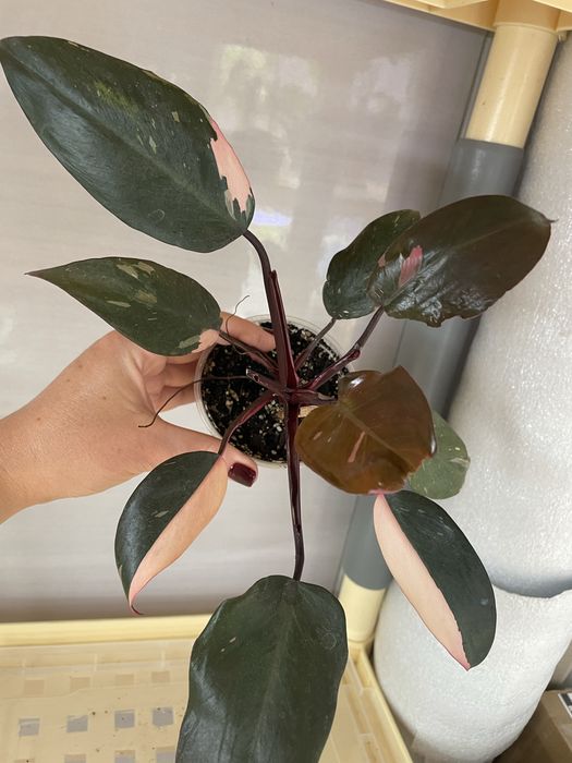 Філодендрон Pink Princess, Kobra yellow