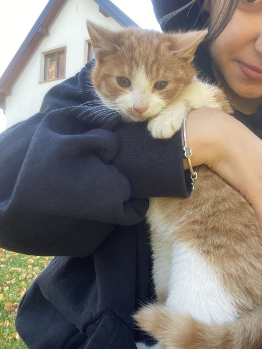 Oddam małe kotki w dobre ręce!!!