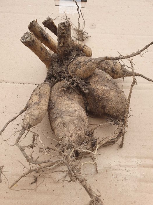 DALIE  Karpy Sprzedam