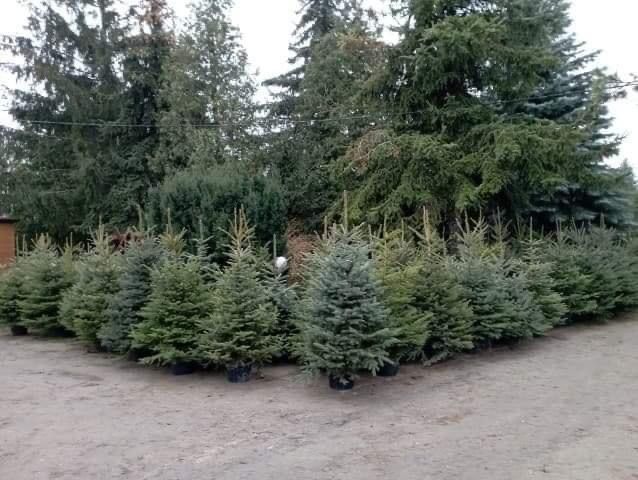 żywe choinki z dostawą