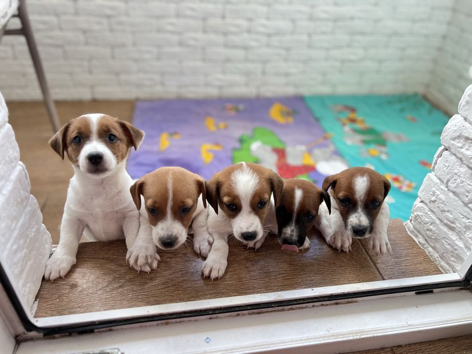 Джек рассели ( дівчатка і хлопчики )