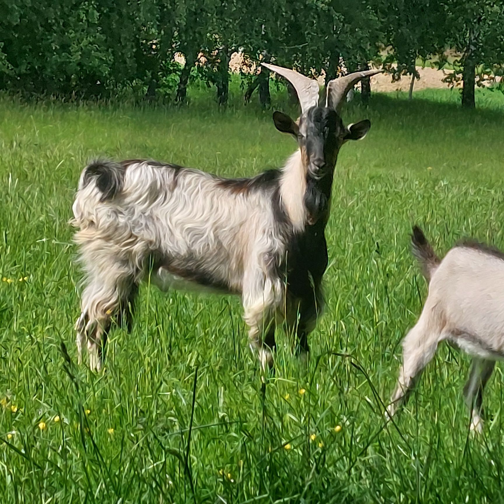 Kozioł cap alpejski rasa mleczna możliwe krycie