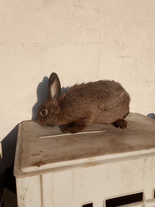 Sprzedam Króliki