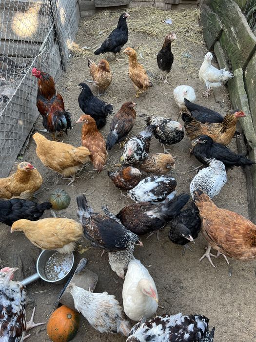 Молоді кури ,півні ,підрощені курчата