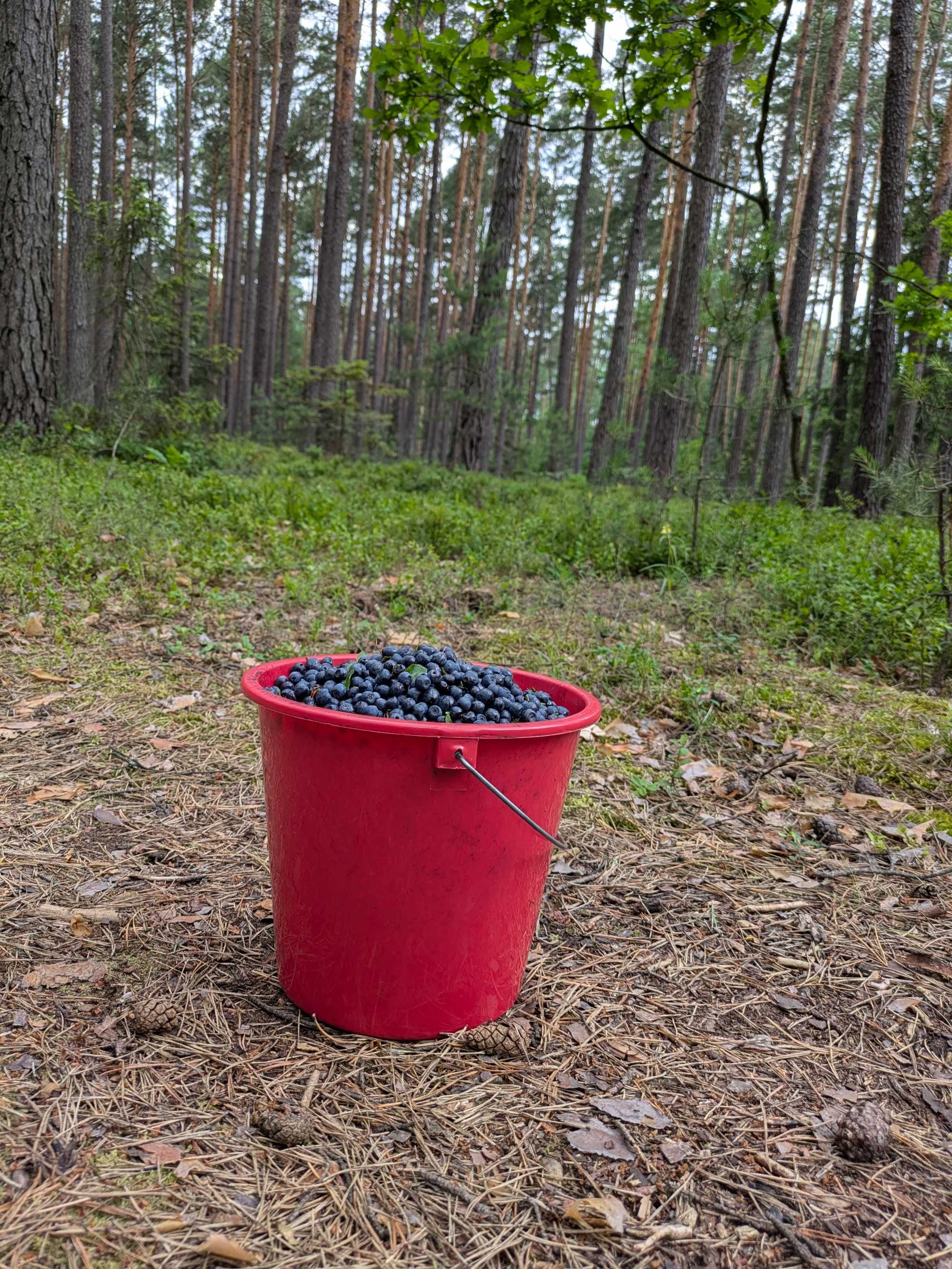 Jagody leśne z dowozem gratis