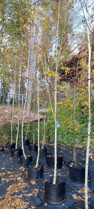 Betula utilis 'Doorenbos' / brzoza pożyteczna