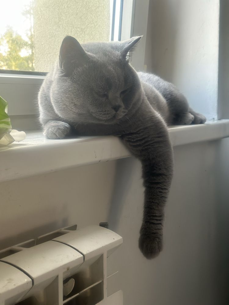 Kocur brytyjski krotkowlosy