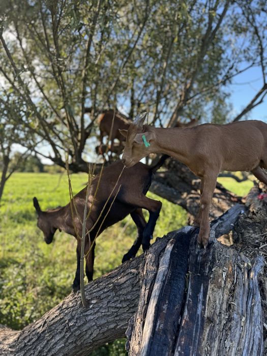 Кози Альпійськоі породи