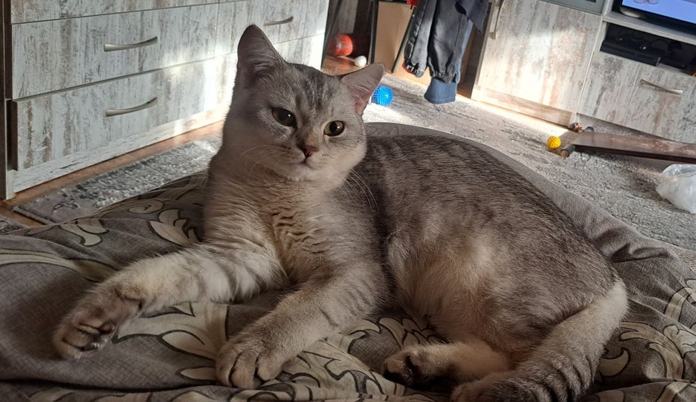 Шотланский котик