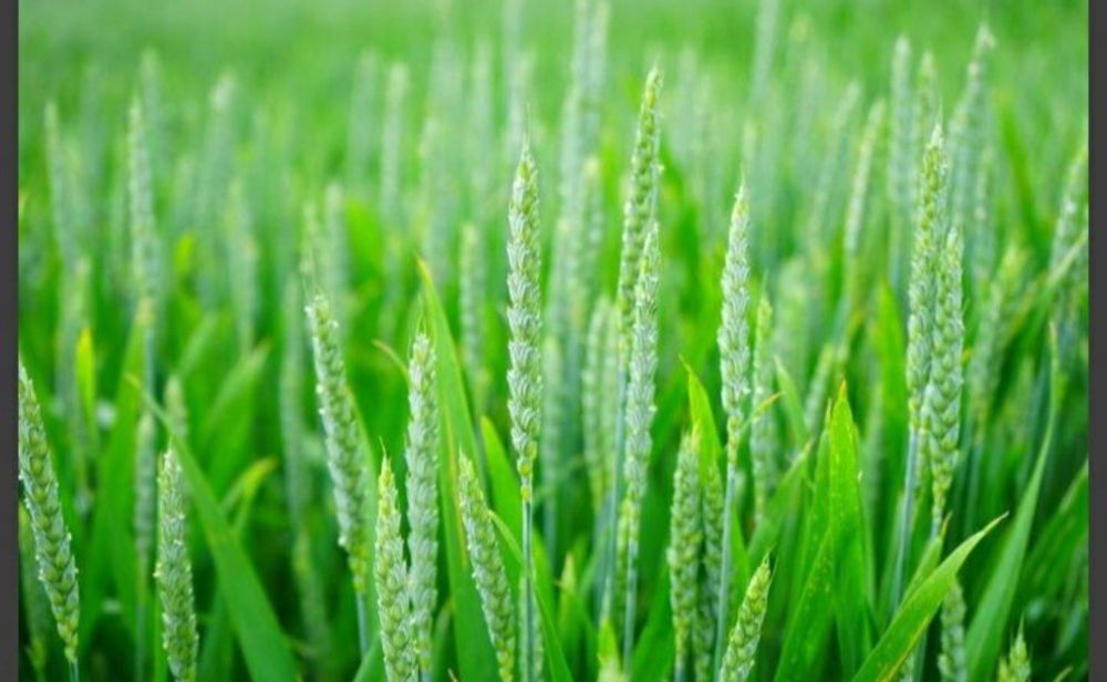 Sprzedam zboże żyto pszenżyto mieszanka pszenica owies 60 ton. Dowiozę