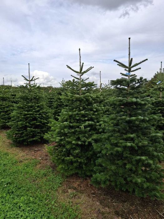 Jodła kaukaska duńska 2,00-2,50 m I-II klasa 90 zł