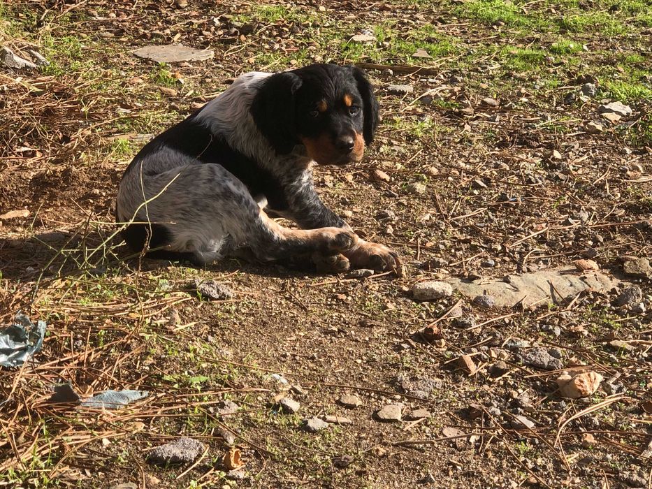 Epagneul Breton tricolor com 2 meses